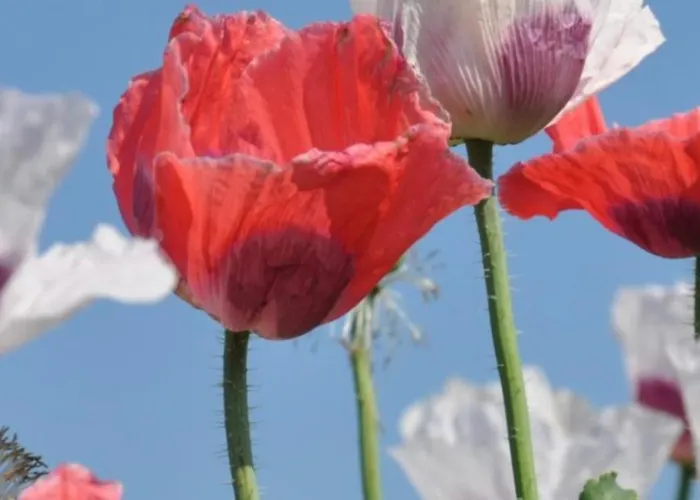 Sommerhaus Josefa Mühldorf