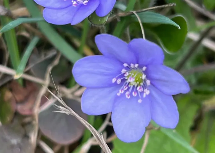 Sommerhaus Josefa Hébergement de vacances